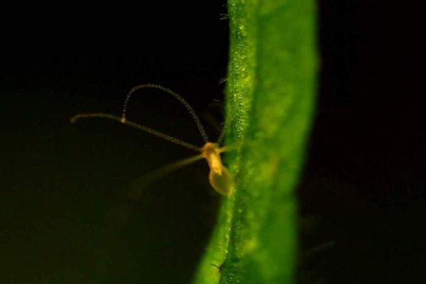 Замена hydra