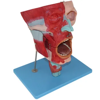 Модель полости носа, рта и горла, анатомическая модель головы и лицевых мышц, модель полости носа и рта, горла