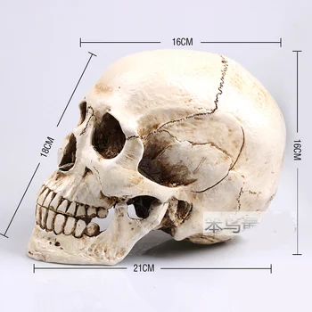 модель человеческого черепа Модель черепа из монгольской смолы модель человеческого скелета